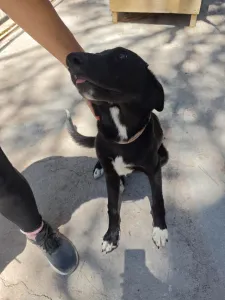Hund Simba adoptieren