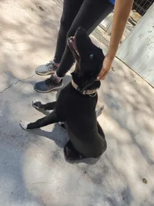 Hund Simba adoptieren