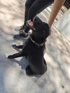 Hund Simba adoptieren