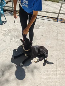 Hund Simba adoptieren