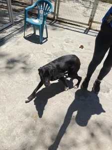 Hund Simba adoptieren