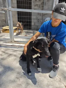 Hund Simba adoptieren