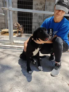 Hund Simba adoptieren