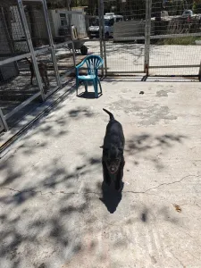 Adopt Tom
