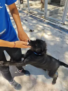 Adopt Tom