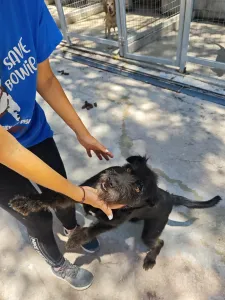Adopt Tom