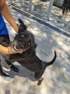 Adopt Tom
