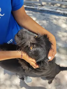 Adopt Tom