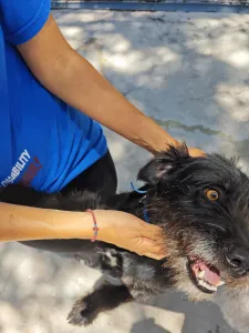 Adopt Tom