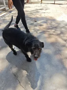 Adopt Tom