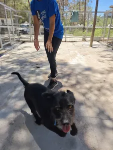 Adopt Tom