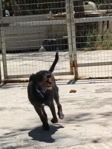 Adopt Tom