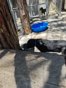 Adopt Tom