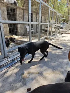 Υιοθεσία σκύλου Bizi