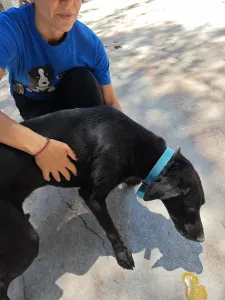 Adoptionsprofil für Lusy