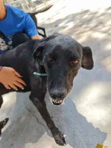 Adoptie hond Lusy
