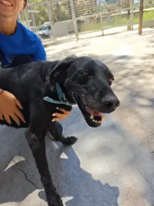 Adoptie hond Lusy