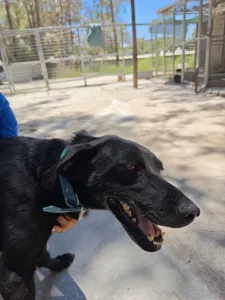 Adoptie hond Lusy
