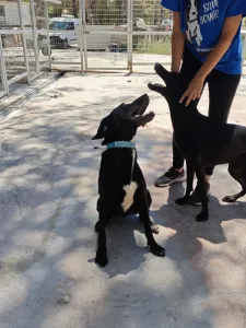 Adoptionsprofil für Bizi