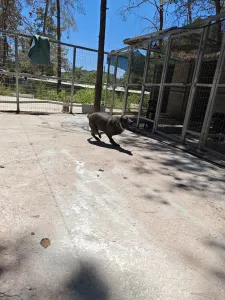 Adopt Jerry