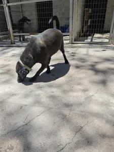 Adopt Jerry