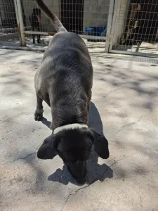 Adopt Jerry