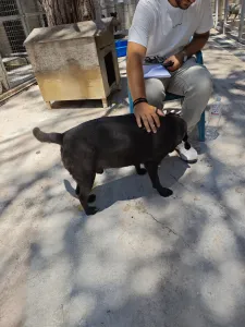 Adopt Jerry