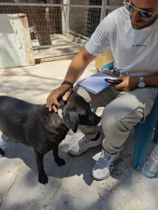 Adopt Jerry