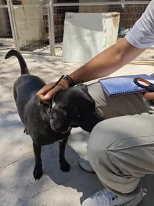 Adopt Jerry