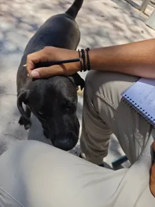 Adopt Jerry