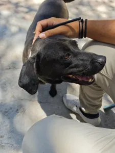 Adopt Jerry