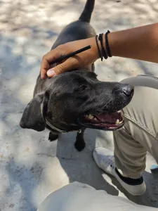 Adoptionsprofil für Jerry