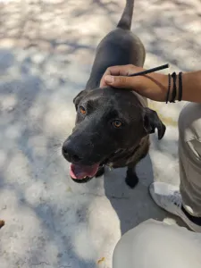 Adopt Jerry