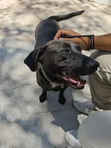 Adopt Jerry