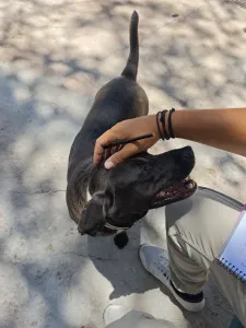 Adopt Jerry