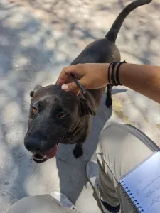 Adopt Jerry