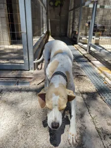 Adopt Alma