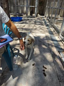 Adopt Alma