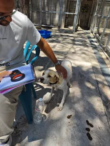 Adopt Alma