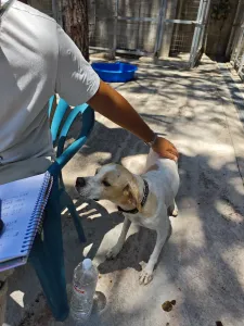 Adopt Alma