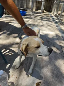 Adopt Alma