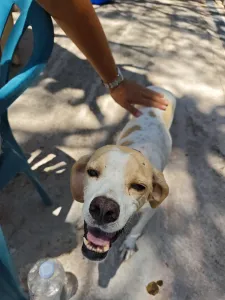 Adopt Alma