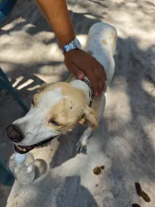 Adopt Alma