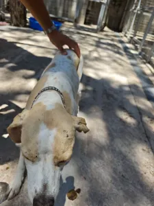 Adopt Alma