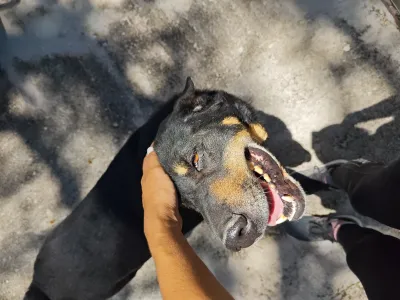 Adopt Mario