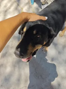 Adopt Mario