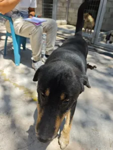 Adopt Mario