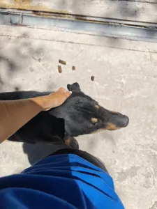 Adopt Mario