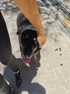 Adopt Mario