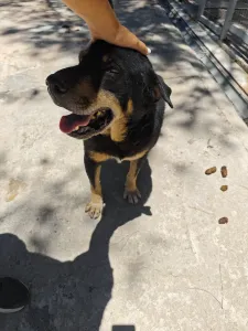 Adopt Mario